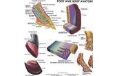 Foot and Hoof Anatomy Chart