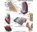 Foot and Hoof Anatomy Chart